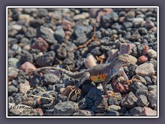 Zebratailed Lizard - Zebraschwanzleguan - Ubeheve Crater - Death Valley