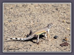 Zebratailed Lizzard - Sandmountain - Nevada