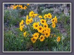 Arrow Leaf Sunflowers