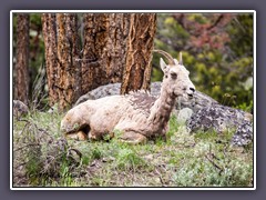 Big Horn Sheep