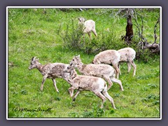 Big Horn Sheep Herde