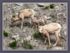 Big Horn Sheep mit Jungen