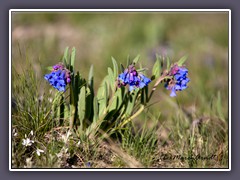 Bluebells