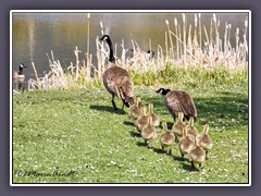 Canada Geese