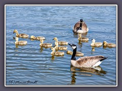 Canada Geese Family