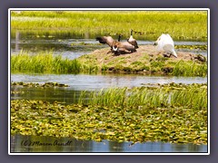 Canada Geese und Trompeter Swan - Kampf um ein Nest