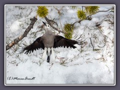 Clark Nutcracker - Abflug