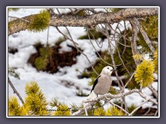 Clarks Nutcracker - Kiefernhäher