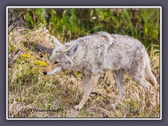 Coyote 