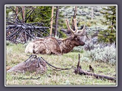 Elk - Wapiti  - bedeutete bei den Shawnees Weißes Hinterteil 