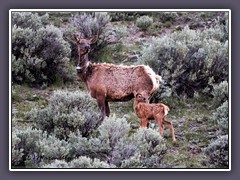 Elkkitz immer wachsam mit Mutter Elk