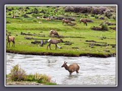 Elks - oder auch Wapitis genannt im Gardiner River 