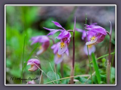 Fairy Slipper - Calypso bulbosa - seltene Orchidee im Yellowstone