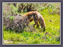 Fox - Fuchs auf Beutesuche 