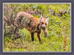 Fox - mit Erdhörnchenbeute