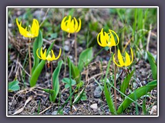 Glacier Lily