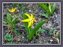 Glacier Lily - Großblütiger Hundszahn