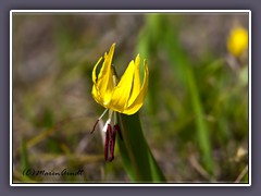 Glacier Lily - Liliengewächs