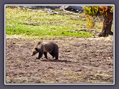 Grizzly Bär  - keine Beute