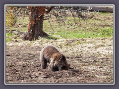 Grizzly Bär - Buddelbär