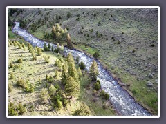 Grizzly Suchbild am Gardiner River