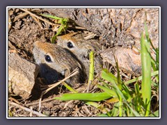 Groundsquirrel