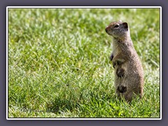 Groundsquirrel - Erdhörnchen