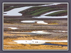 Hayden Valley und Kanada Gänse