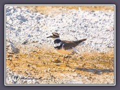 Killdeer - Keilschwanz Regenpfeifer