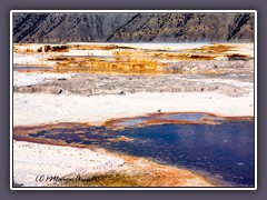 Killdeer - Mammoth Hot Springs