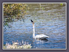 Lamar River mit Trompeter Swan