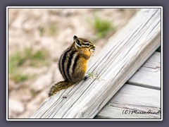 Least Chipmunk - Kleines Streifenhörnchen