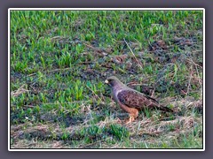 Merlin Falkon - Falco columbarius