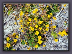 Monkey Flower