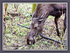 Moose - Elchmädchen