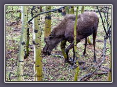 Moose - frische Kräuter im Frühling