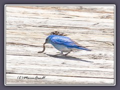 Mountain Bluebird