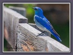 Mountain Bluebird - Hüttensänger