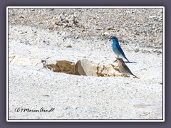 Mountain Bluebird Pair