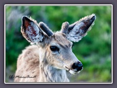 Muledeer - Maultierhirsch