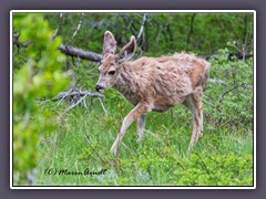 Muledeer haben besonders große Ohren