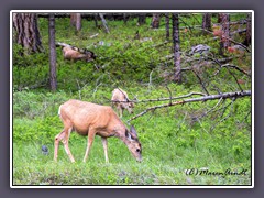 Muledeers