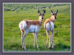 Pronghorns - Gabelböcke