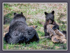 Schwarzbären - Elkfell und Knochen