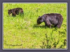 Schwarzbären auf Futtersuche