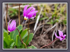 Shooting Star - Sternschnuppenblume