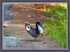 Sooty Grouse - Küstengebirgshuhn