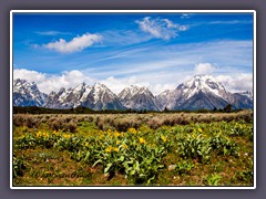 Teton Range mit  Arrow Leaf Sunflowers