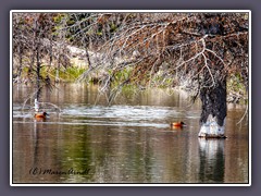 Tetons Schwabacher Landing - cinnamon teal