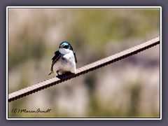 Tree Swallow - Sumpfschwalbe